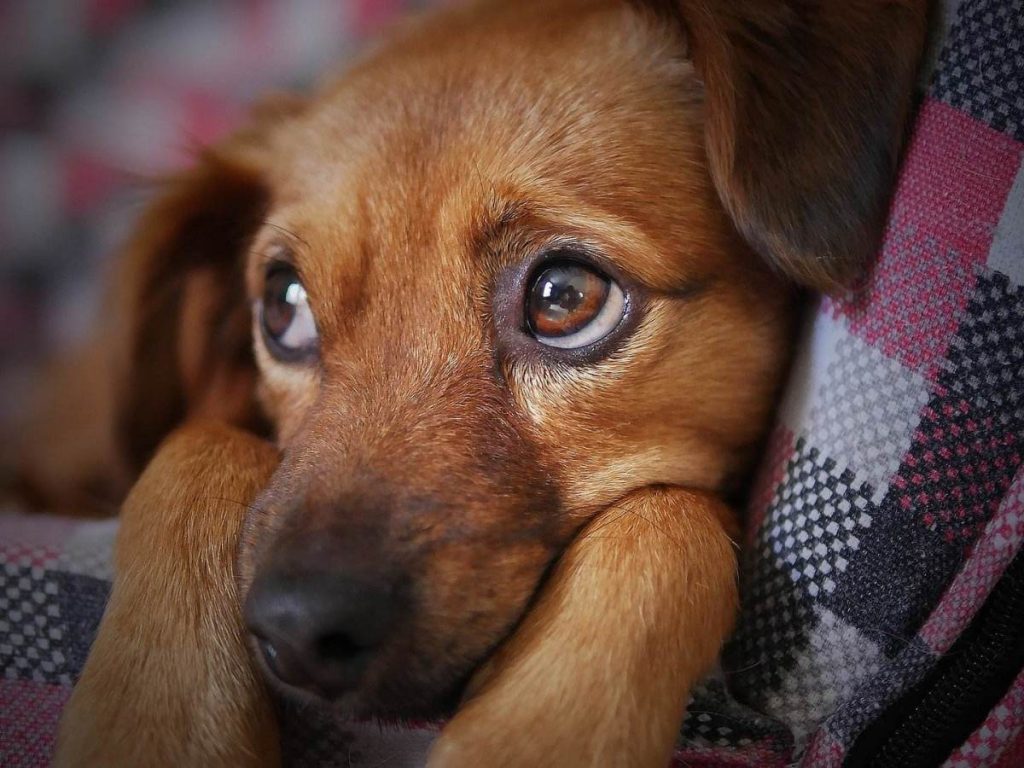 Posso Levar Animais De Estimação A Bordo De Um Jato Particular?