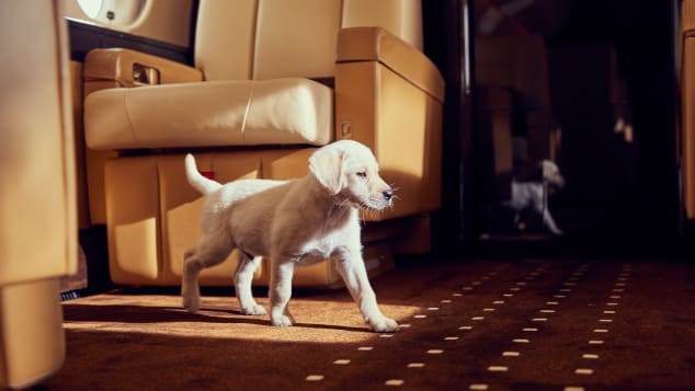 Viajando Com Animais De Estimação? Veja Como Conseguir Um Jato Particular Que Aceite Animais De Estimação
