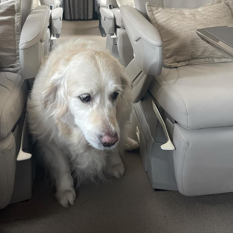 Viajando Com Animais De Estimação? Veja Como Conseguir Um Jato Particular Que Aceite Animais De Estimação