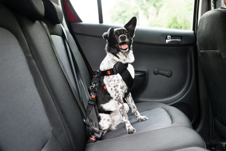 Viajando Com Animais De Estimação? Veja Como Conseguir Um Jato Particular Que Aceite Animais De Estimação