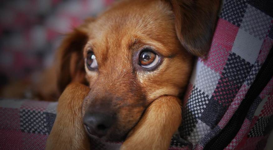 Viajando Com Animais De Estimação? Veja Como Conseguir Um Jato Particular Que Aceite Animais De Estimação
