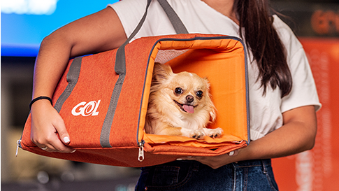 Viajando Com Animais De Estimação? Veja Como Conseguir Um Jato Particular Que Aceite Animais De Estimação